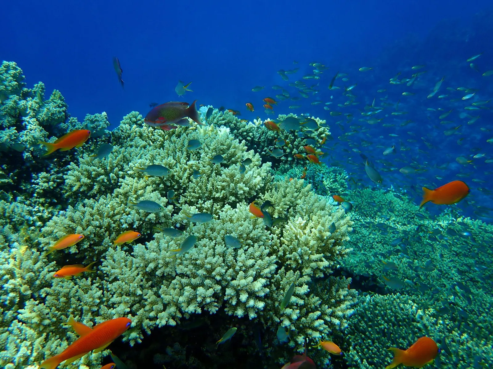 Ras Mohammed Snorkeling – photo 3
