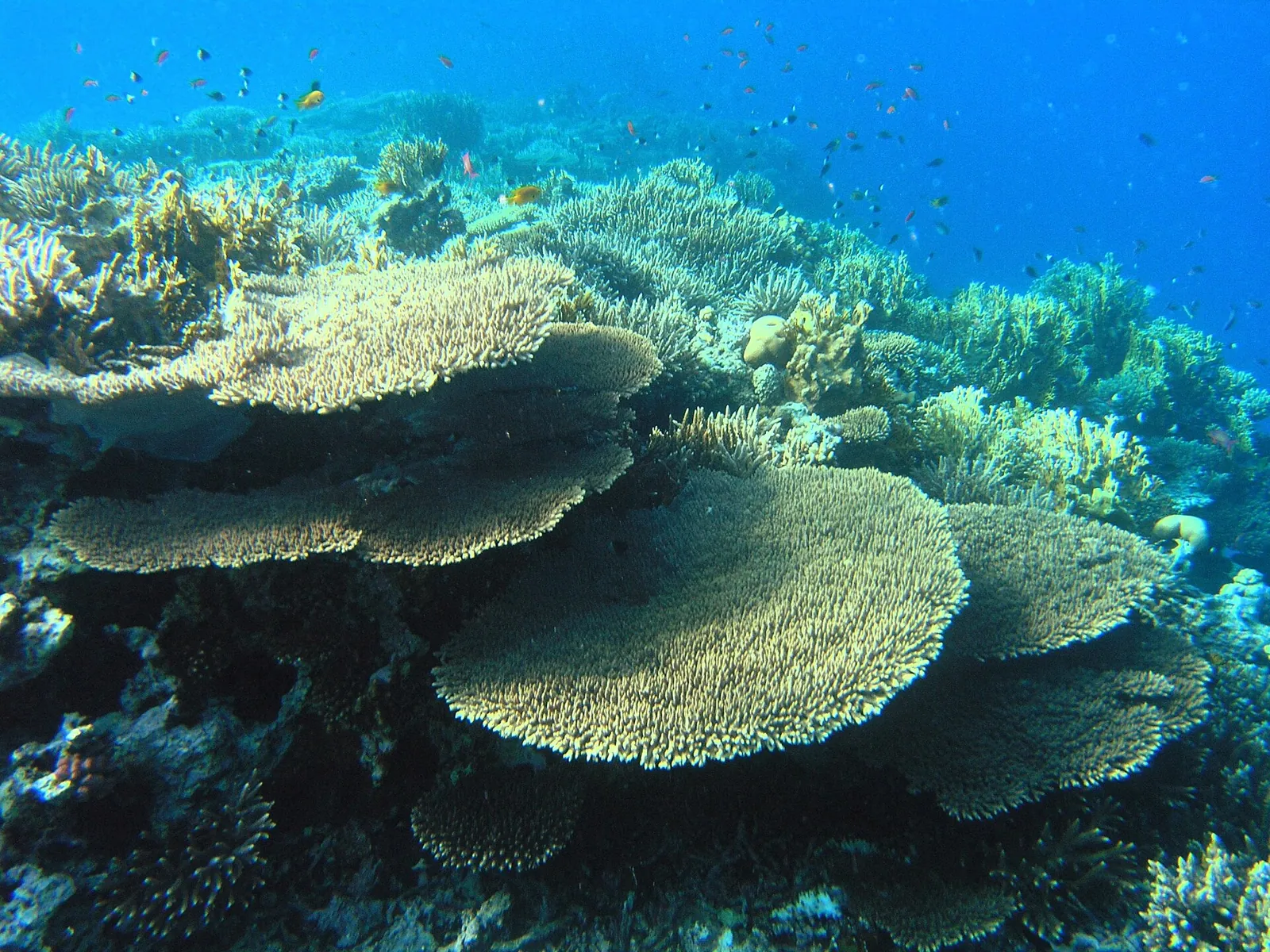 Discover Scuba Diving in Hurghada – photo 2