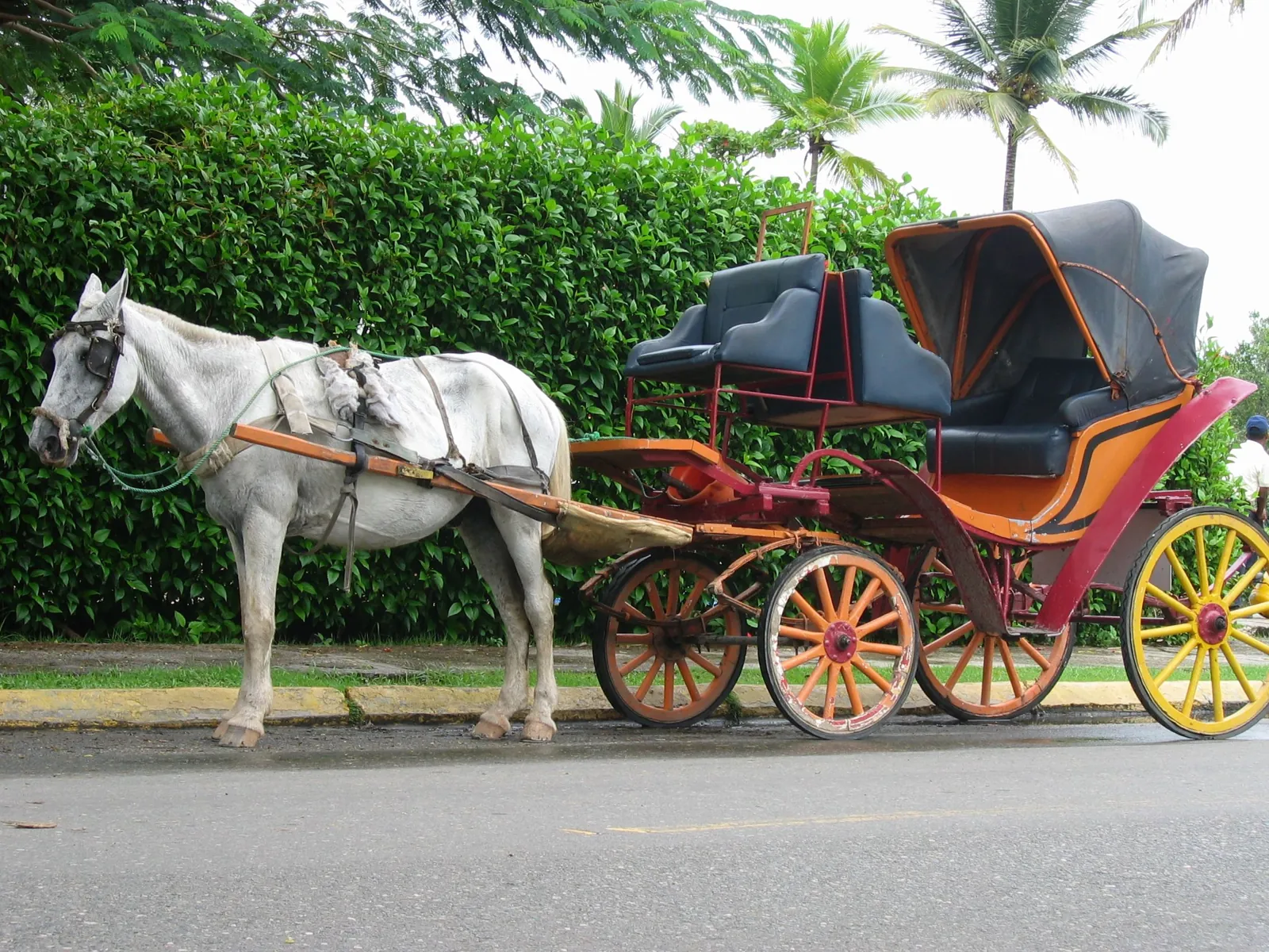 Aswan Horse Carriage Ride Through the City – photo 2