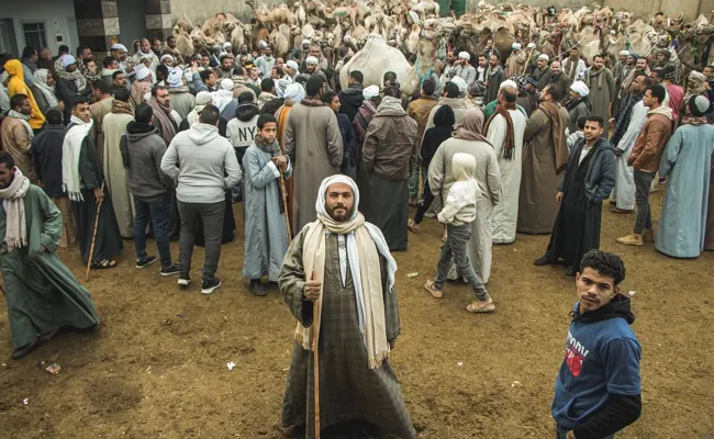 Birqash Camel Market Tour from Cairo