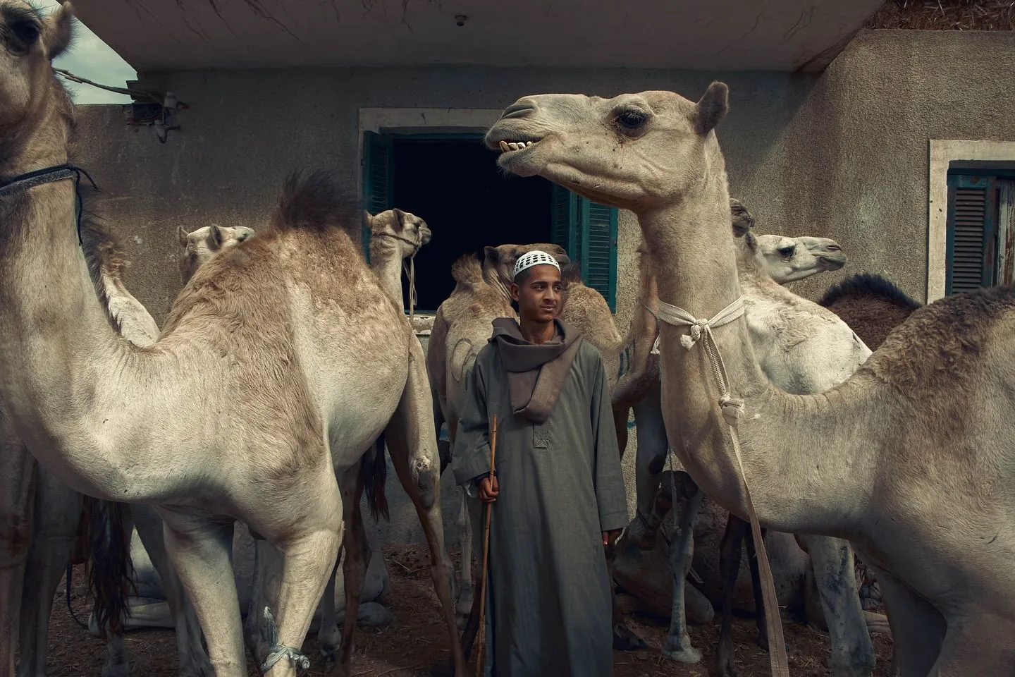 Birqash Camel Market Tour from Cairo – photo 2