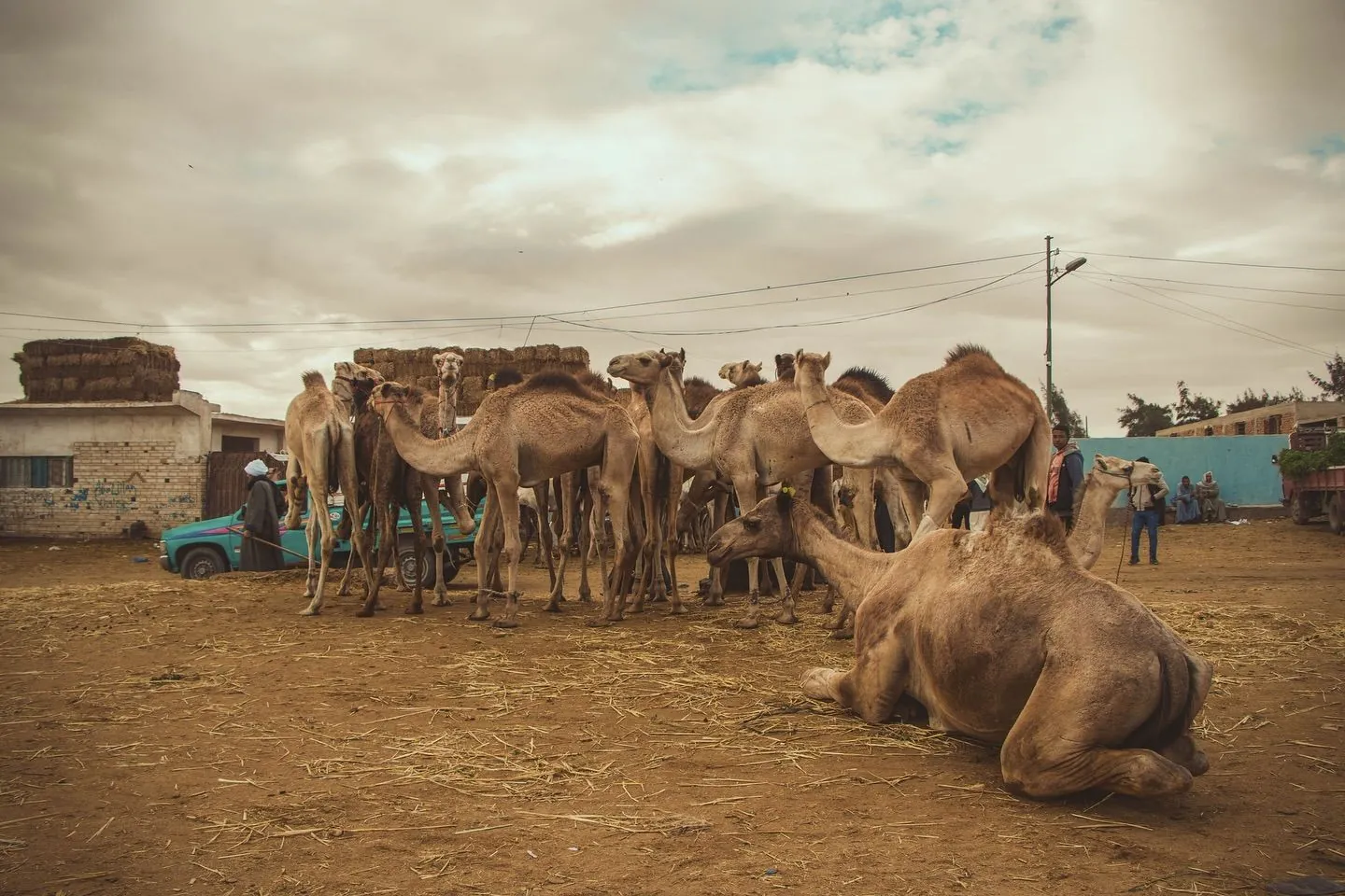 Birqash Camel Market Tour from Cairo – photo 3