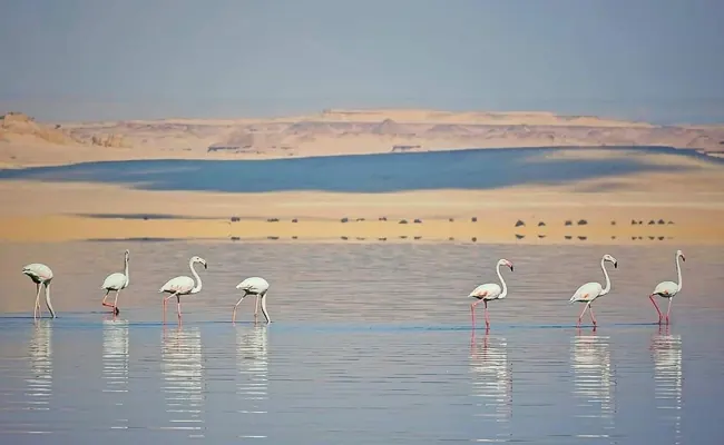Fayoum Oasis Day Trip from Cairo