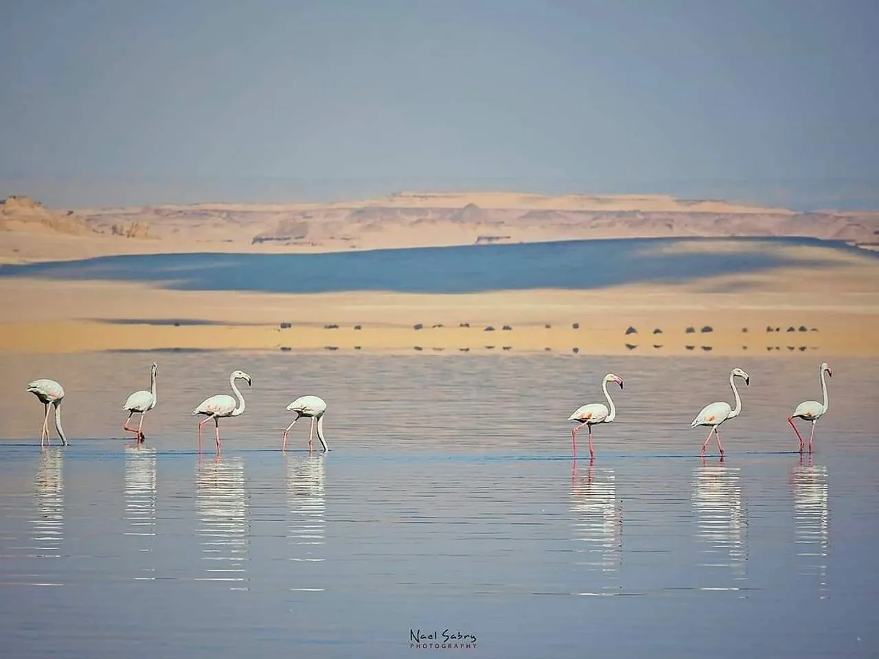 Fayoum Oasis Day Trip from Cairo