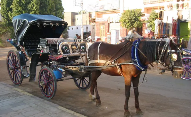 Luxor Horse Carriage Ride Through Town and Bazaar