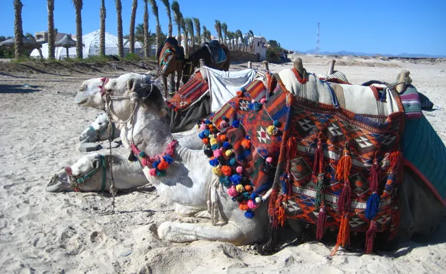 Marsa Alam Desert Safari by Quad Bike