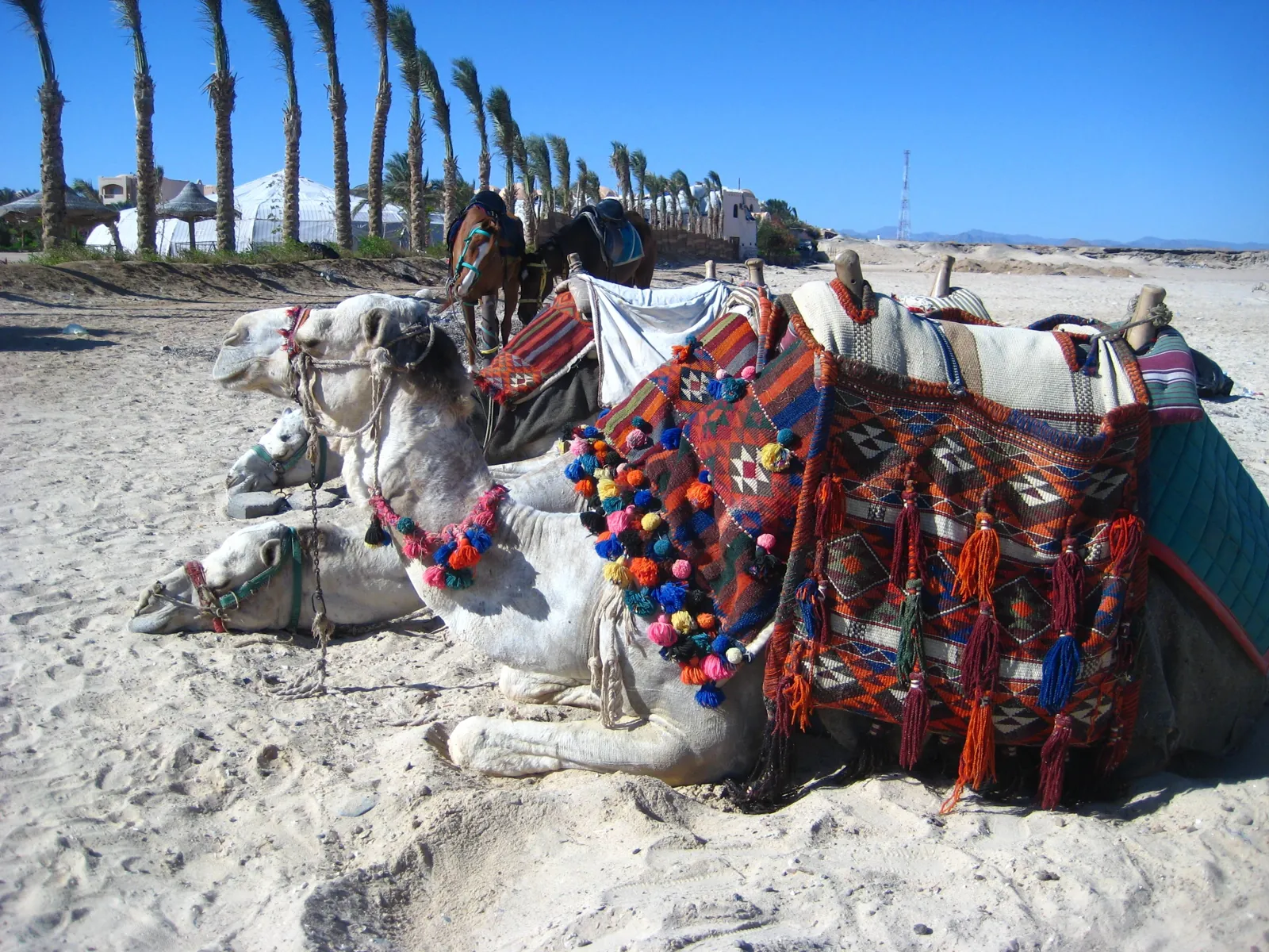 Marsa Alam Desert Safari by Quad Bike
