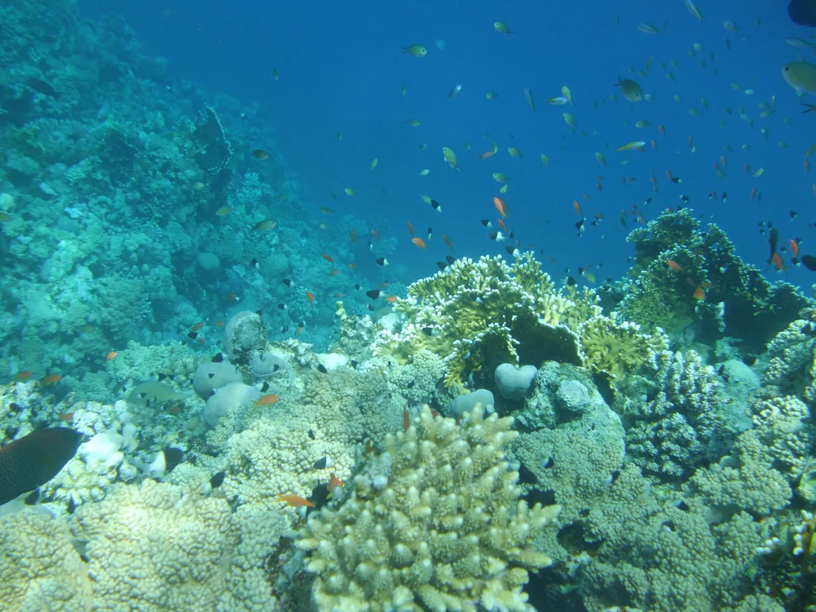 Marsa Alam Diving Trip with Instructor – photo 2