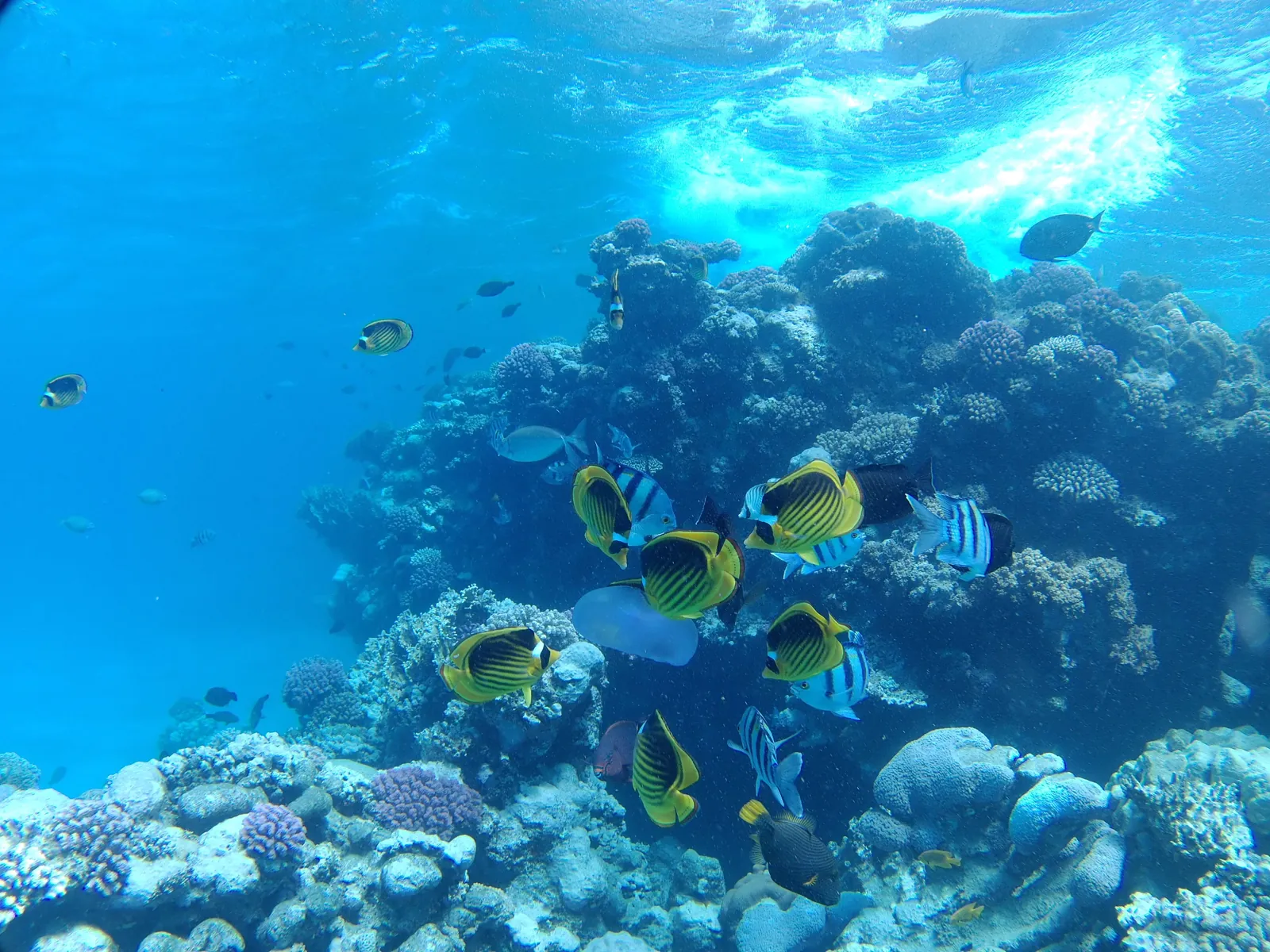 Discover Scuba Diving in Hurghada